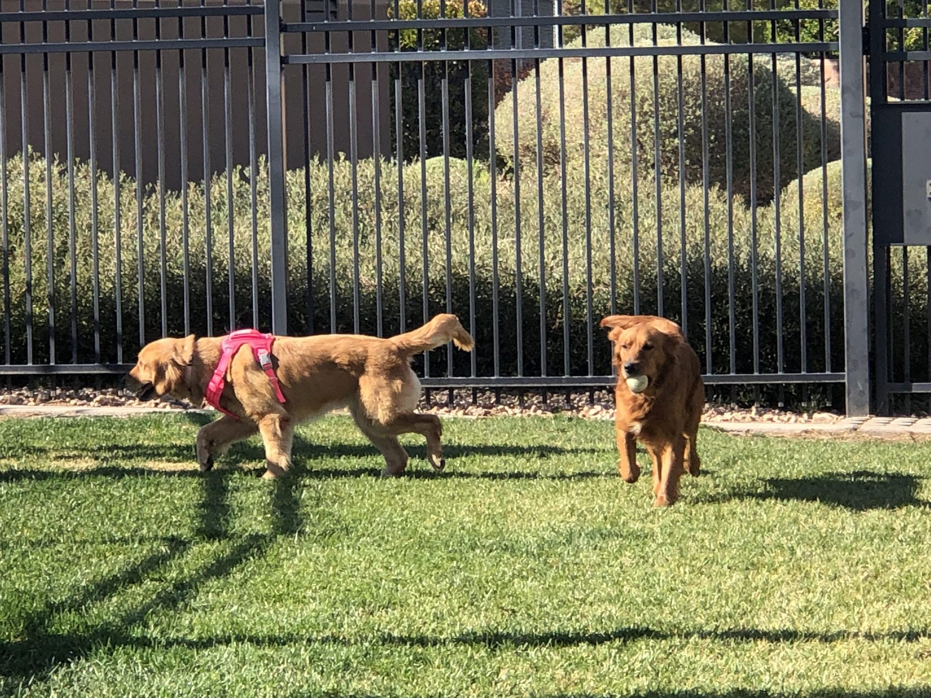 Dog Parks