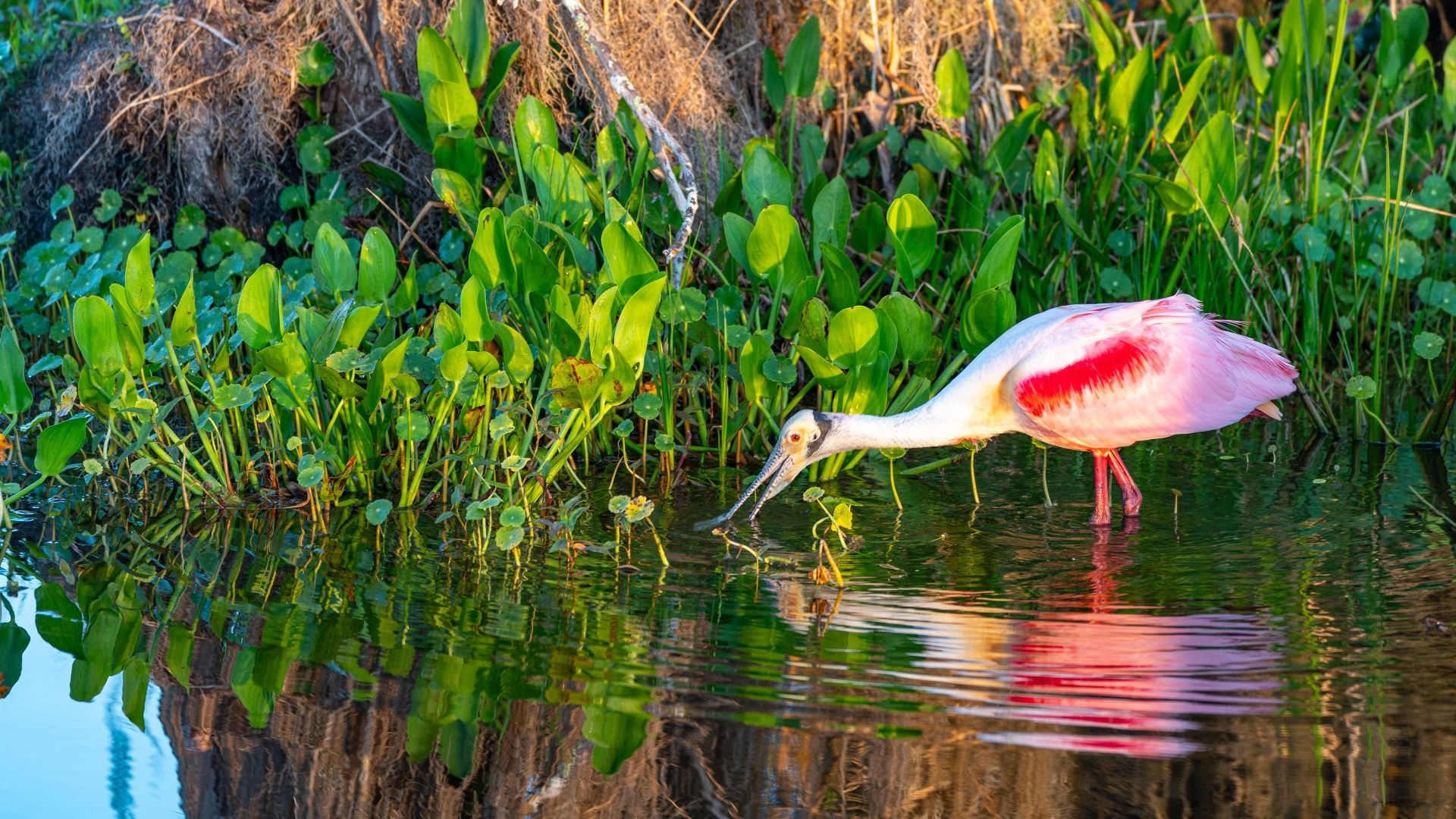 Nature views like this surround Trailside in Mount Dora—live close to lakes, trails, and scenic wildlife.
