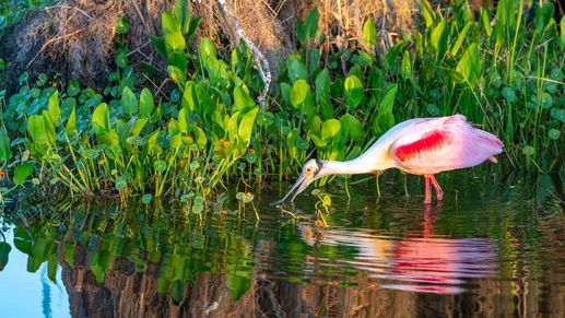 Nature views like this surround Trailside in Mount Dora—live close to lakes, trails, and scenic wildlife.
