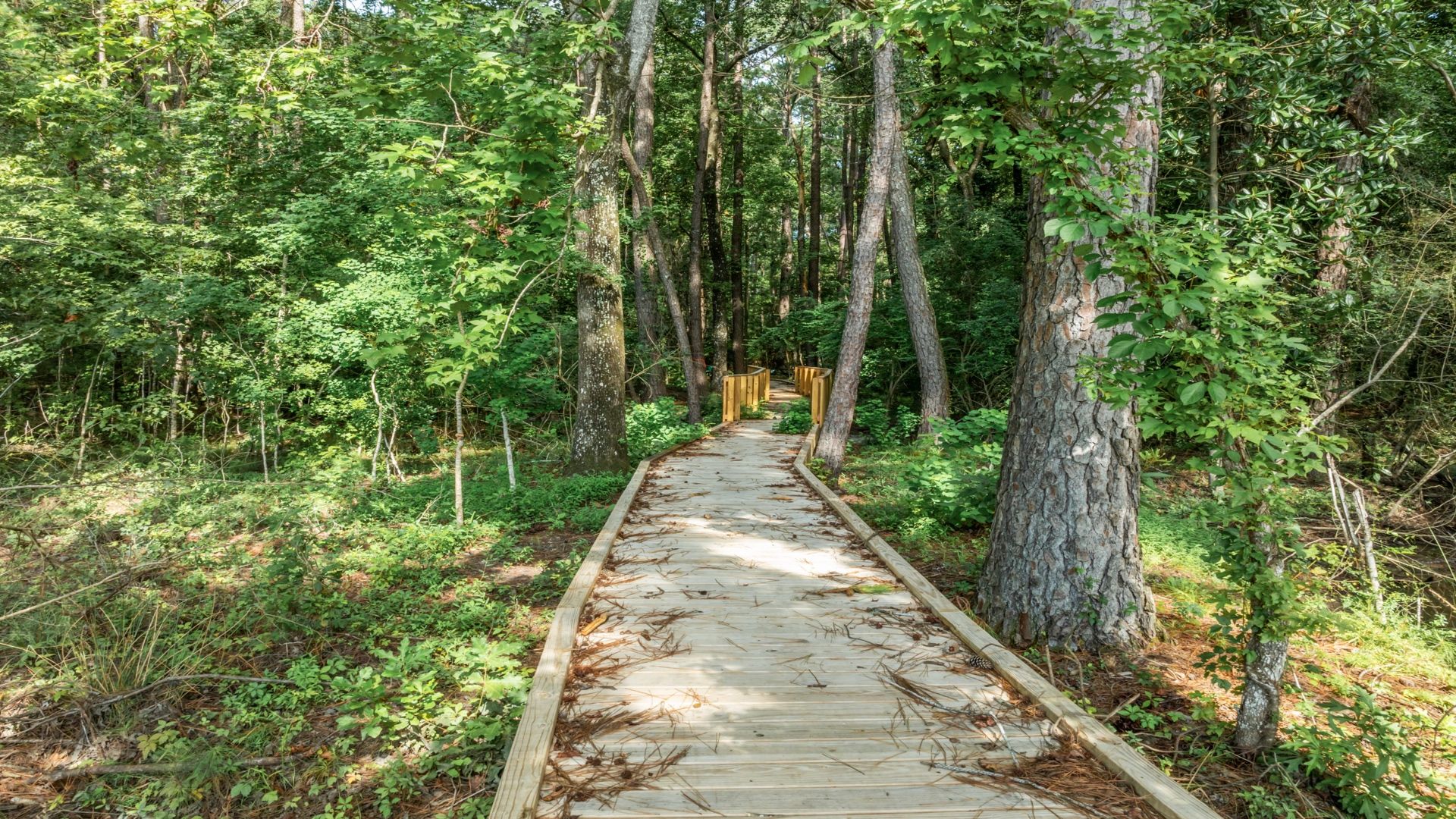 Wander through the tranquil wooded trail at Creekside at Andrews, perfect for peaceful strolls and fresh air