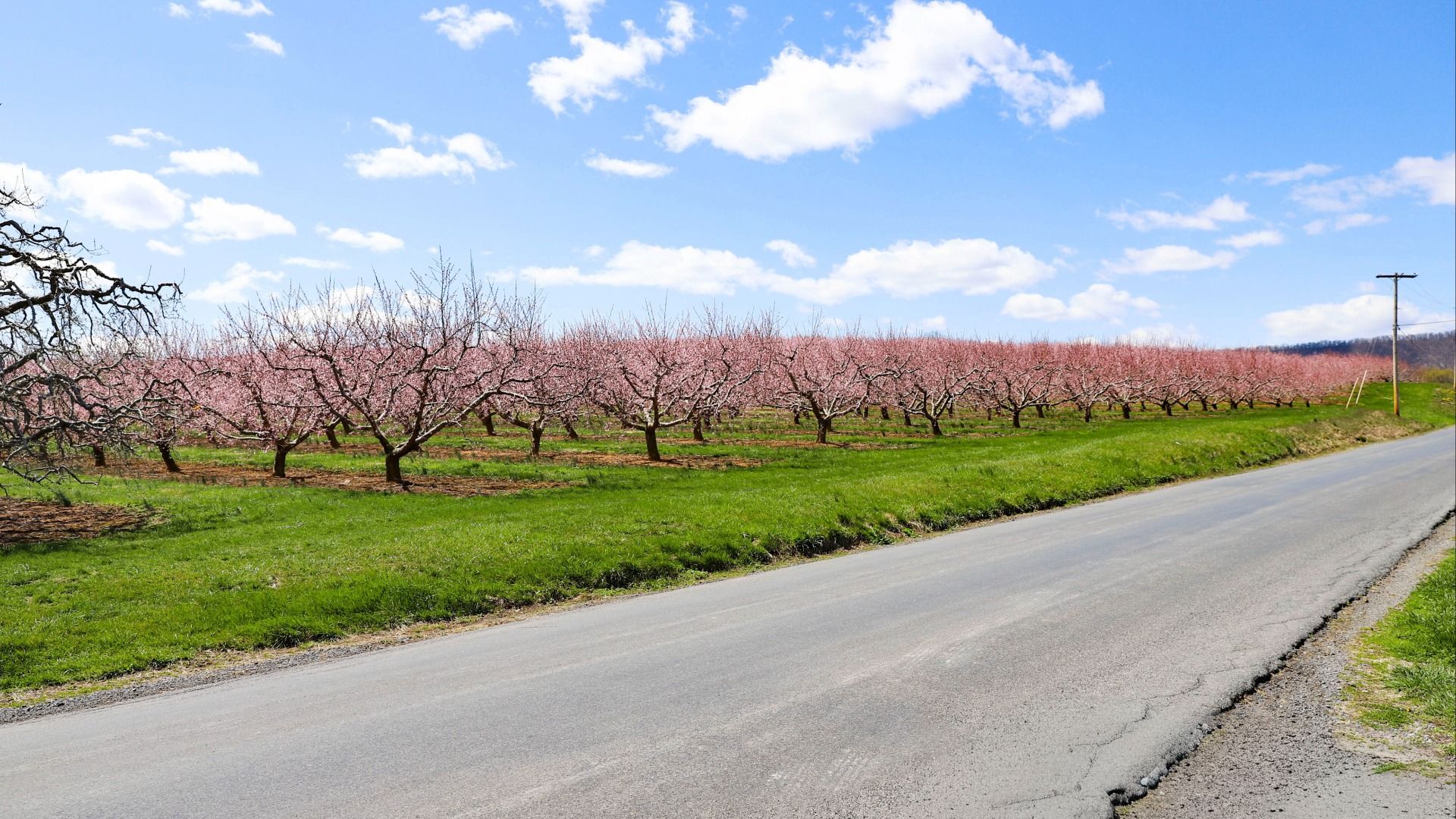 Apple Blossoms Nearby on Goldmiller Road