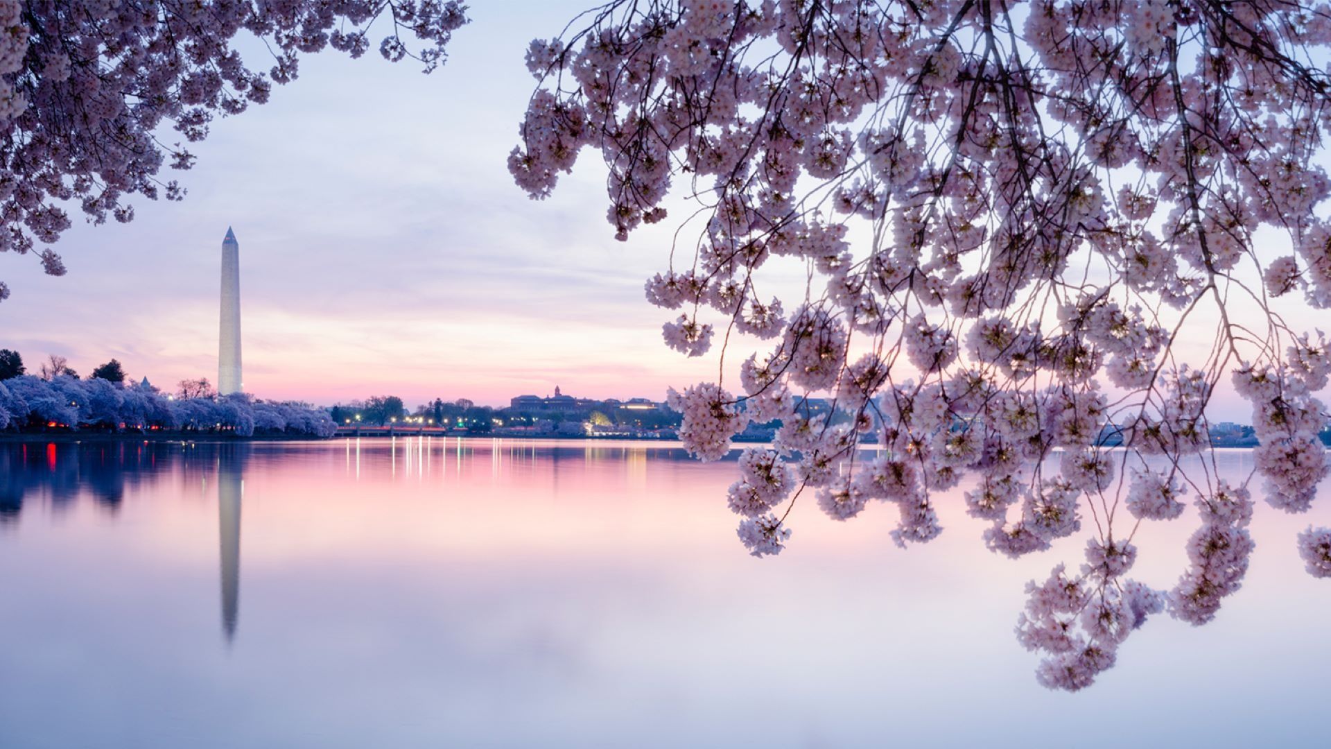 Scenic sunrise view of Cherry Blossoms in Washington DC overlooking a body of water and the Washington Monument