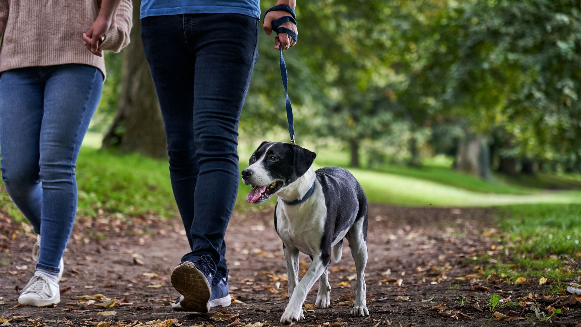 Amenities at Greenleigh include community dog parks