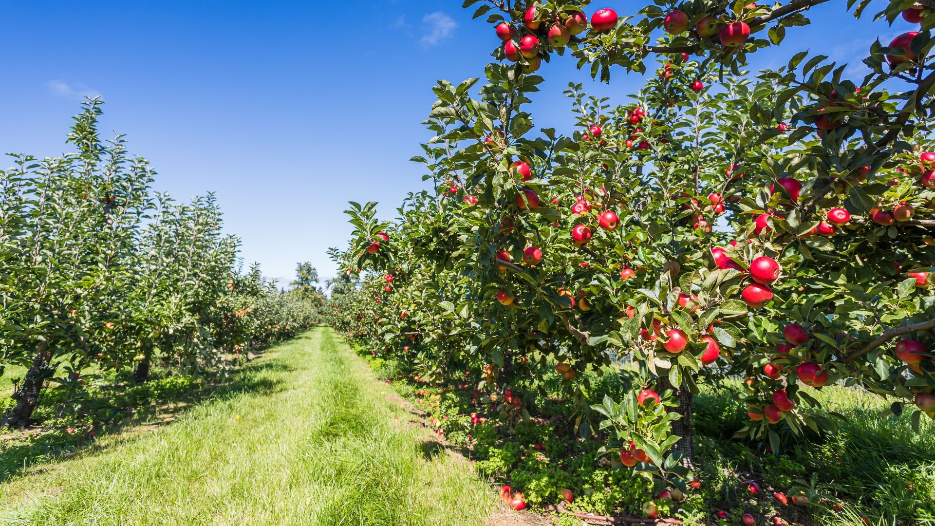 Orr's Farm Market, minutes away, offers local produce, baked goods, and more year-round.