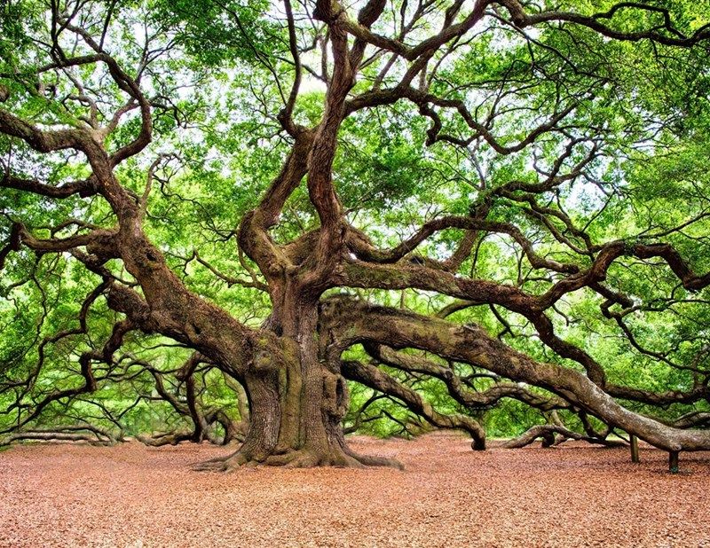 Discover Series – Signature