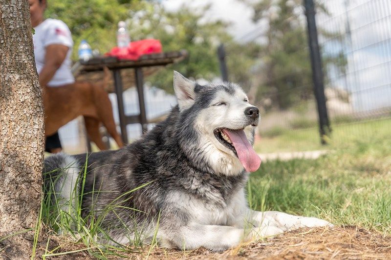Greenbelt Dog Park