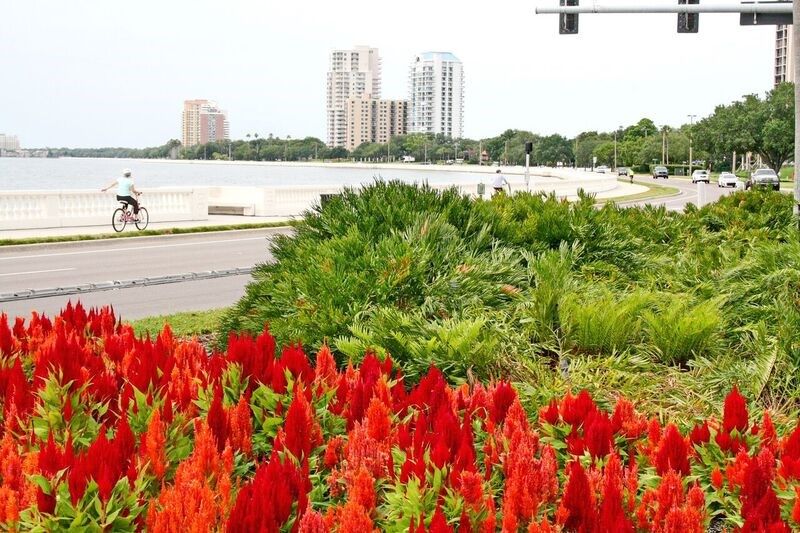 South Tampa - Central Living
