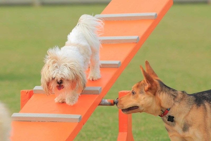 The Retreat at Harvest Gardens - Dog Park