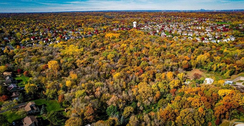 Carroll's Woods