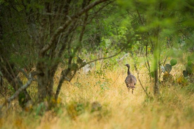 La Cima - Hill Country