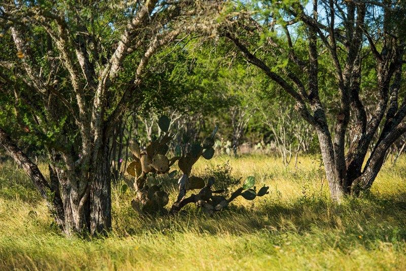 La Cima - Hill Country