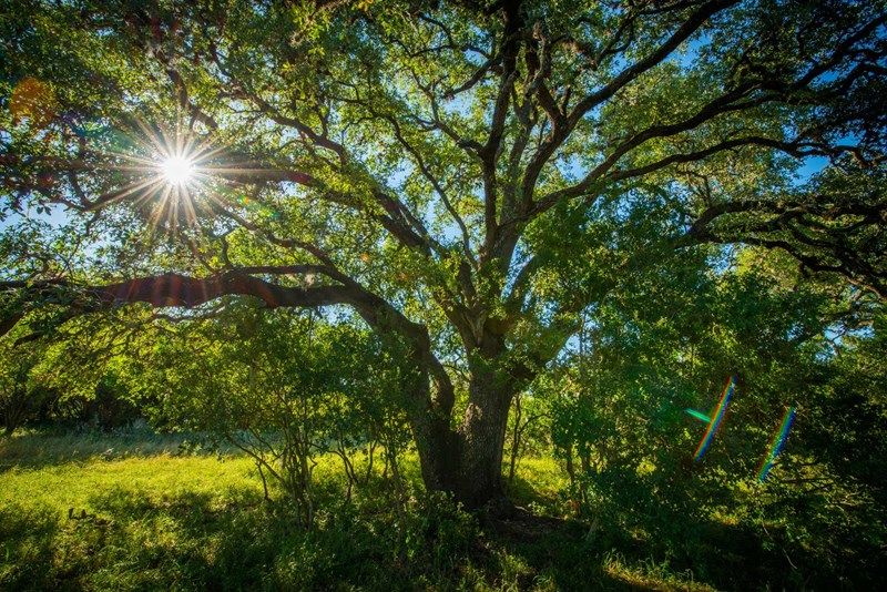 La Cima - Hill Country