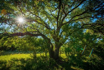 La Cima - Hill Country