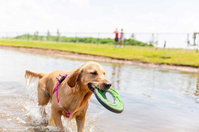 Emerald Landing at Waterside at Lakewood Ranch - Dog Park