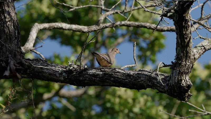 Magnolia, Texas