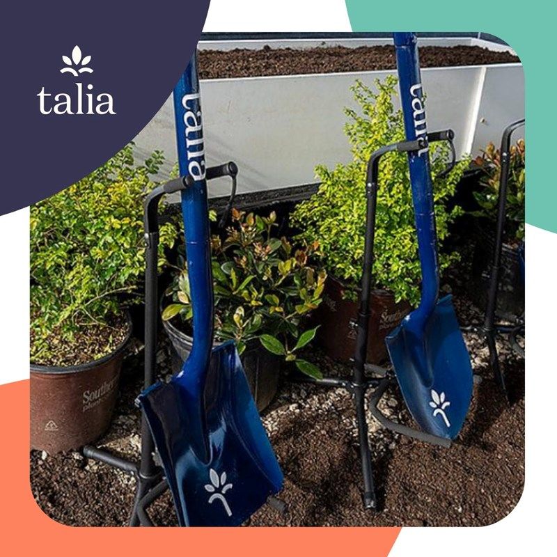 Talia - Groundbreaking