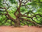 Crosscreek Walk - Courtyard - Charleston, SC