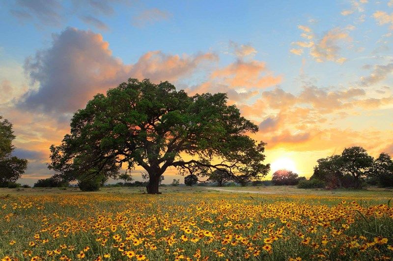 Caliterra - Open Spaces