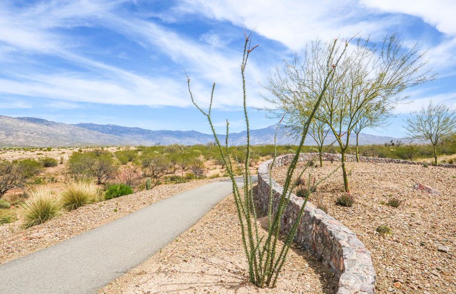 Sonoran Desert Landscape