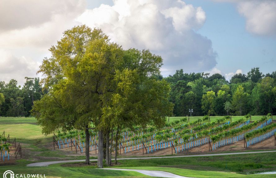 Community Vineyard