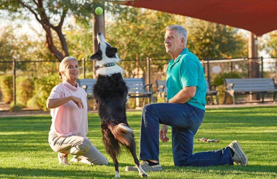 Small & Large Dog Park
