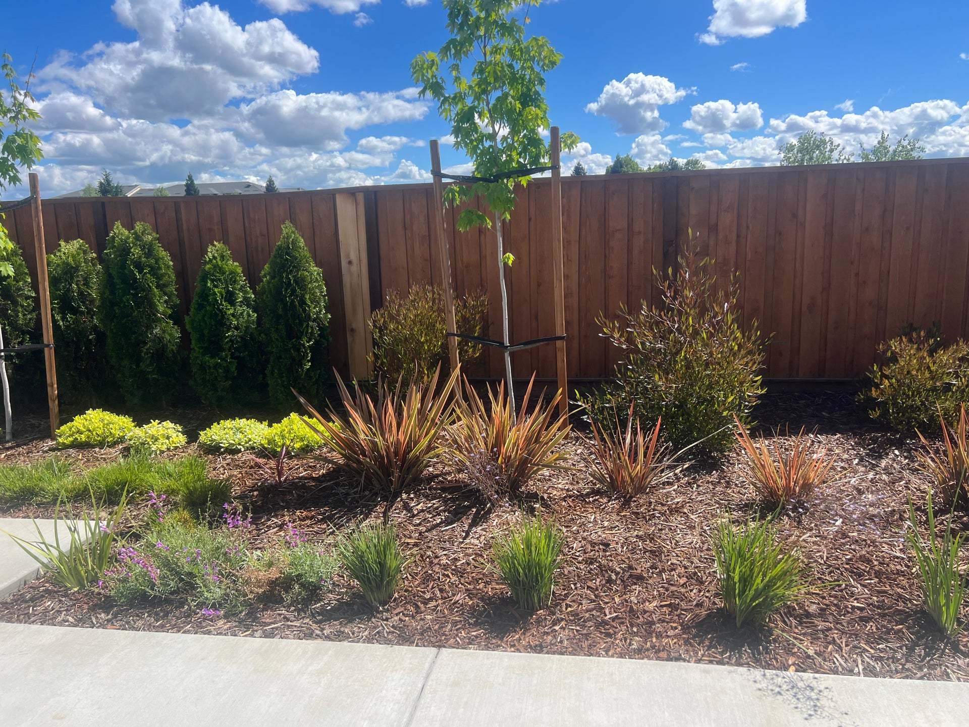 Homesite 70 | Landscaped Backyard