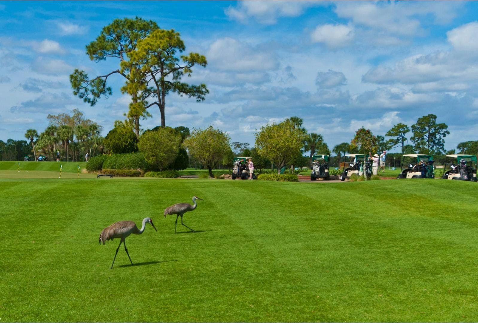 Golf Course | Bent Pine Preserve