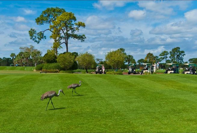 Golf Course | Bent Pine Preserve