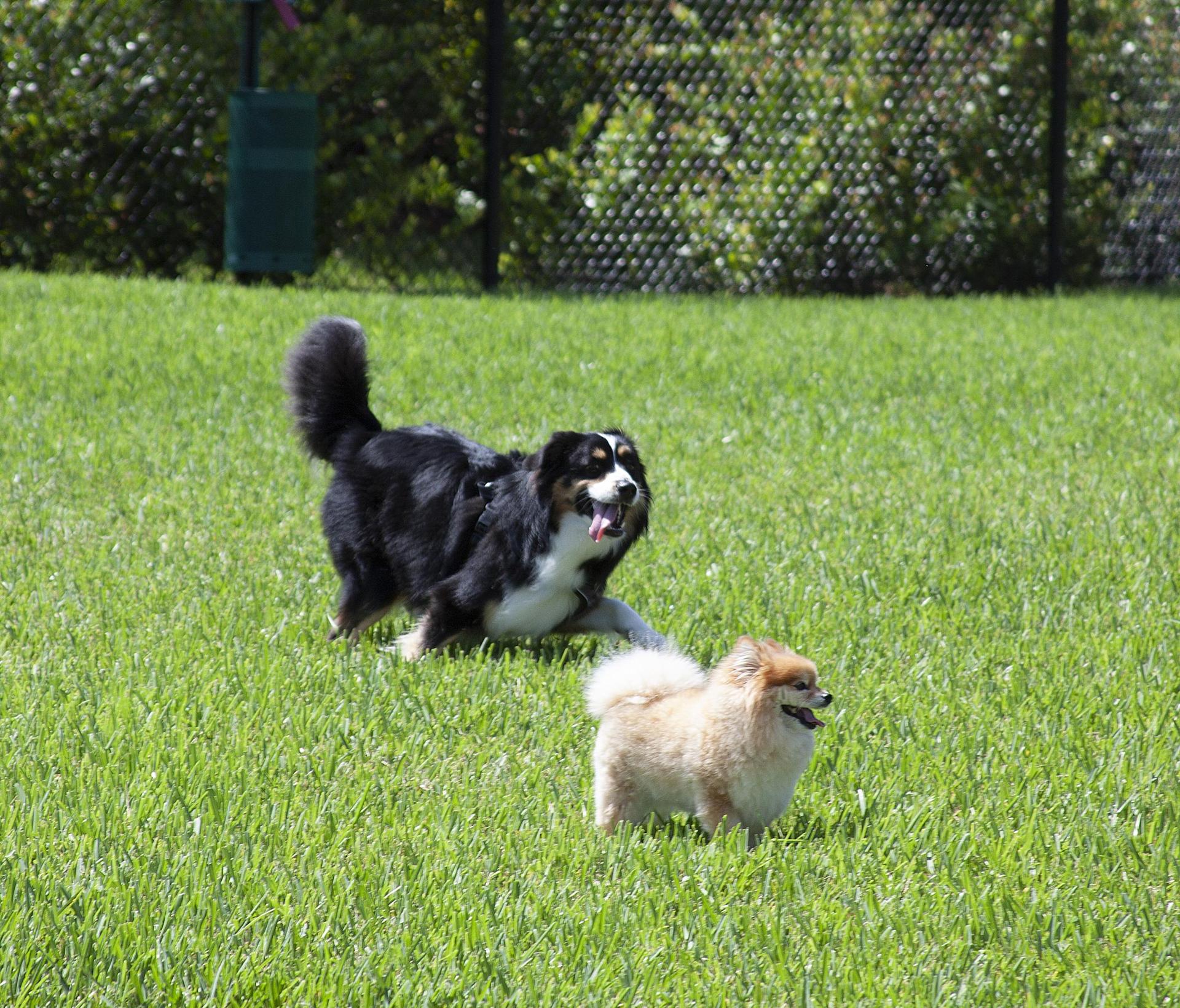 Dog Park | Lake Park at Tradition