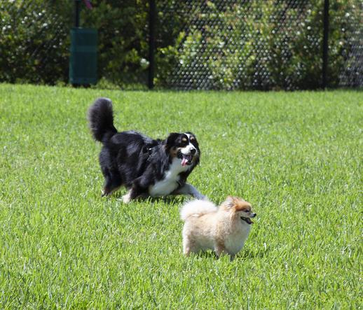 Dog Park | Lake Park at Tradition