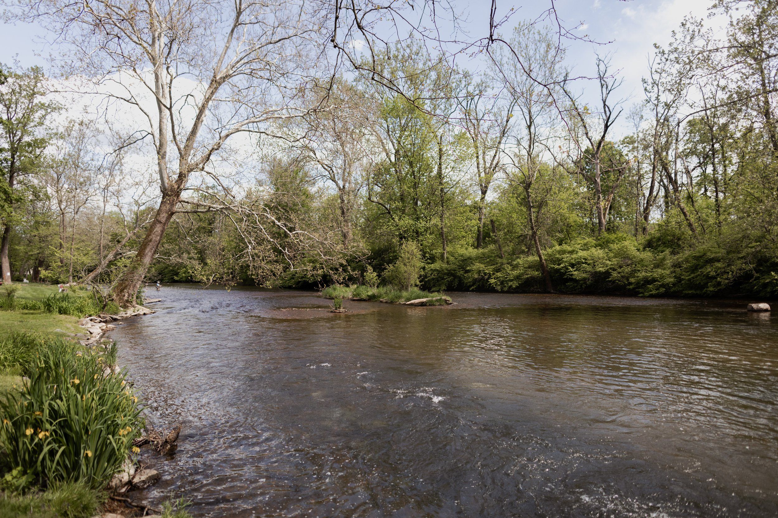 River flowing through the woods