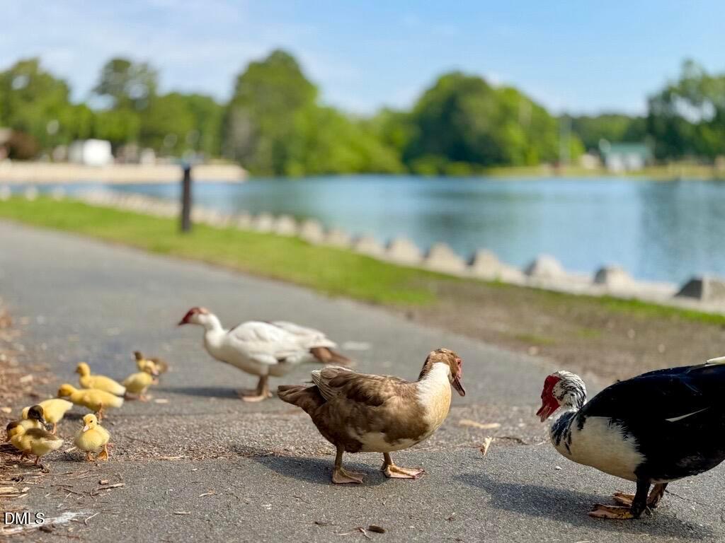 DT Angier Ducks