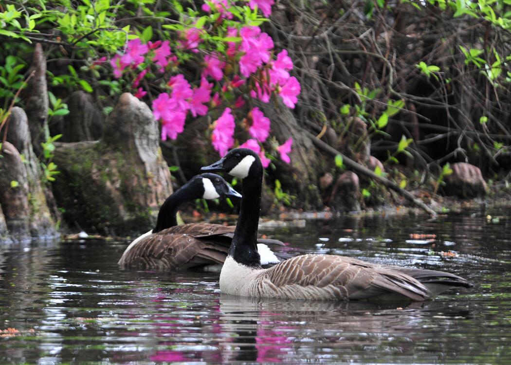 P_CAE_Sumter_Sumter Gardens2