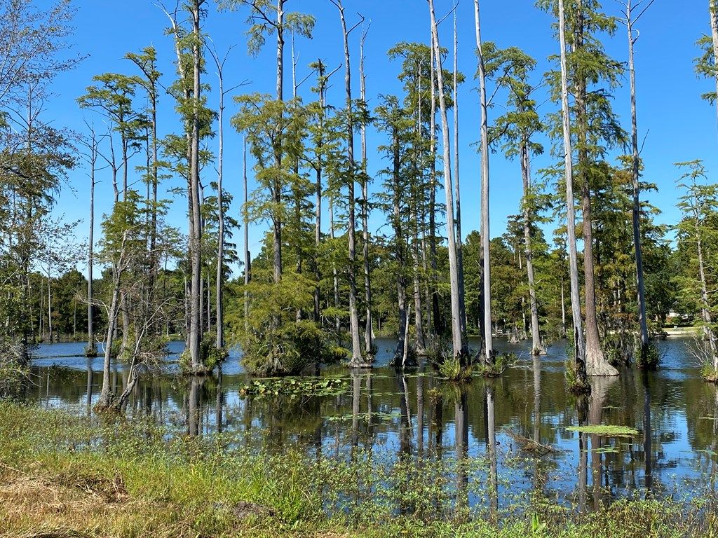 The Cove Marsh