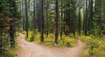 Timber Creek Preserve - Ballston Lake, NY