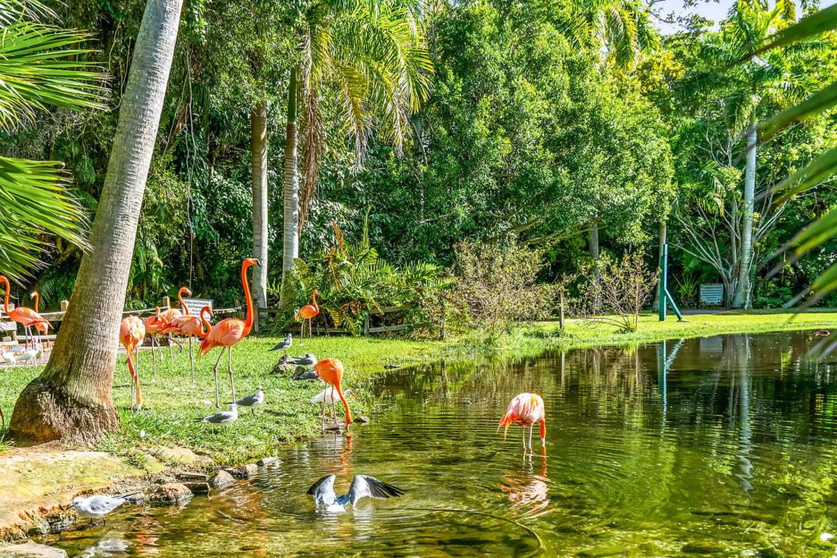 Close to Sarasota Jungle Gardens