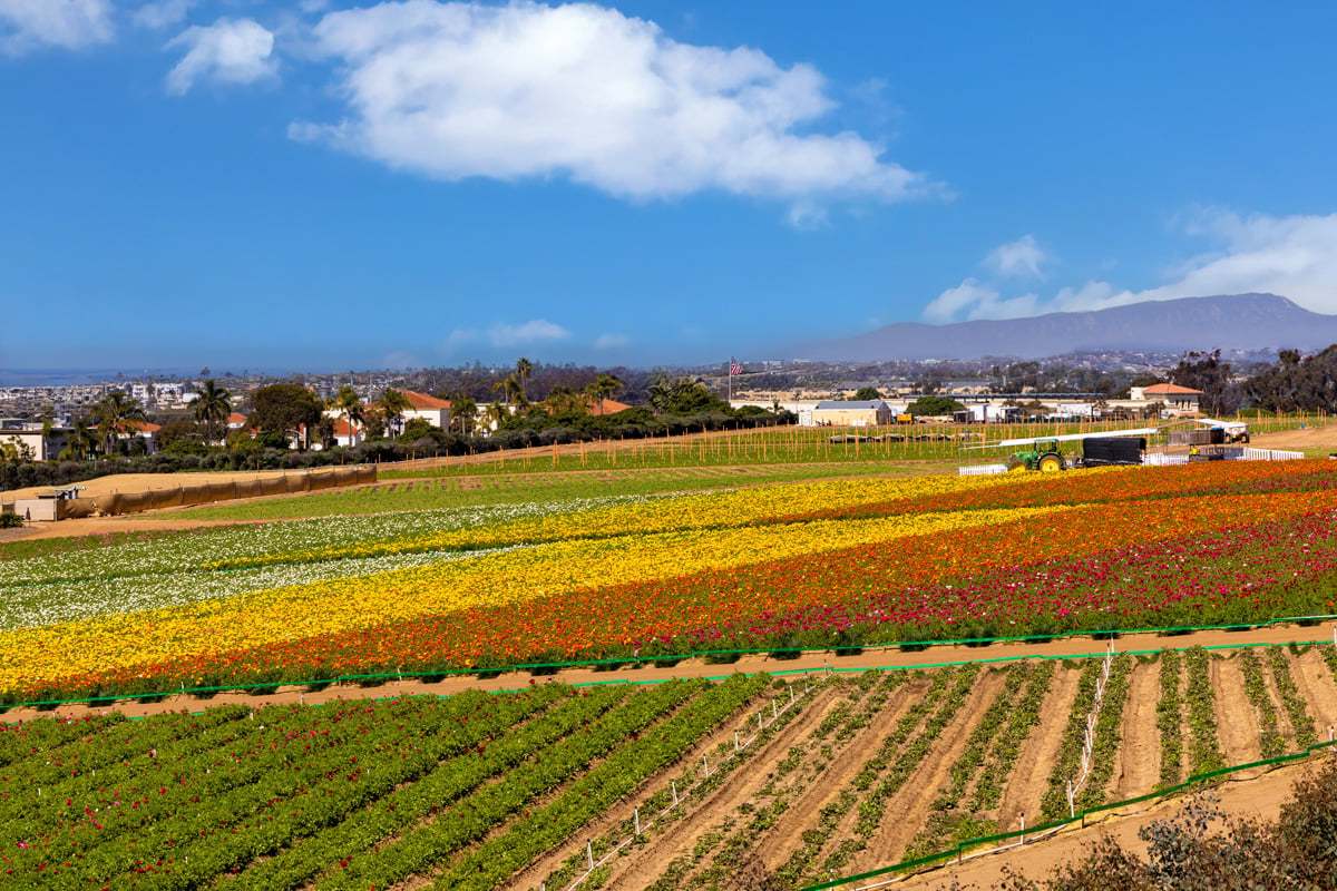 Only 3 miles to The Flower Fields at Carlsbad Ranch®