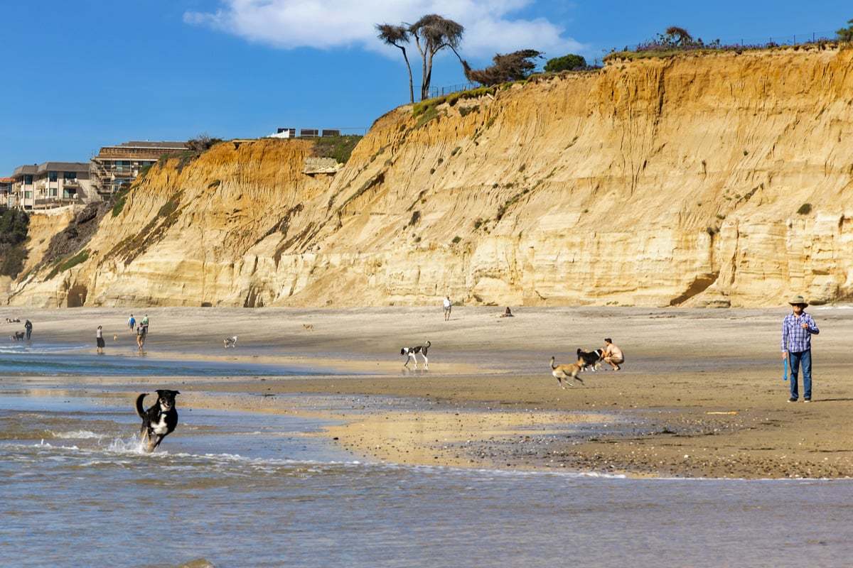 Near dog friendly beaches