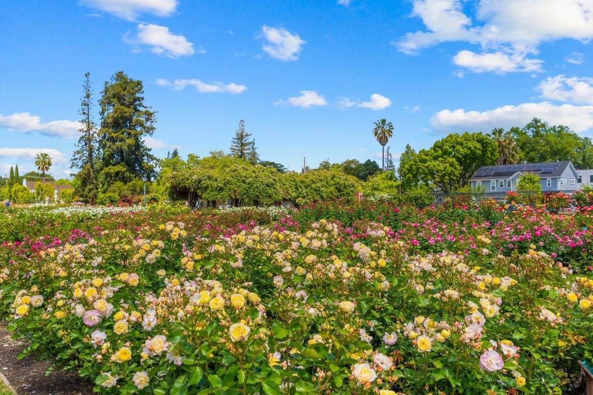 Short drive to San Jose Municipal Rose Garden