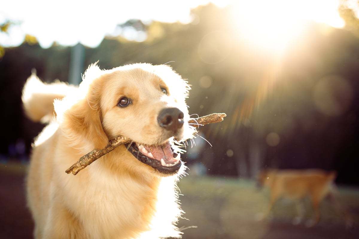 Stock photography