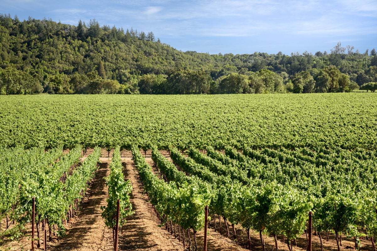 Surrounded by Sonoma County vineyards