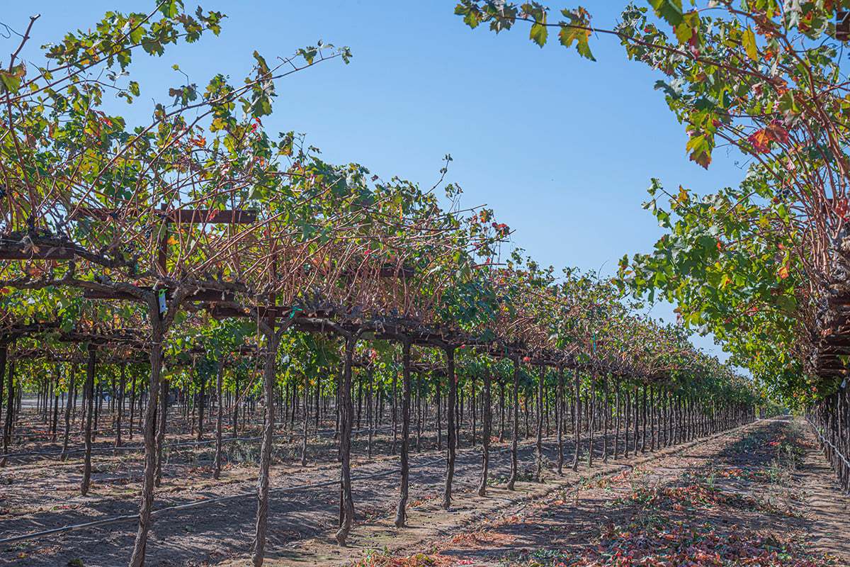 30-minute drive to Lodi wineries