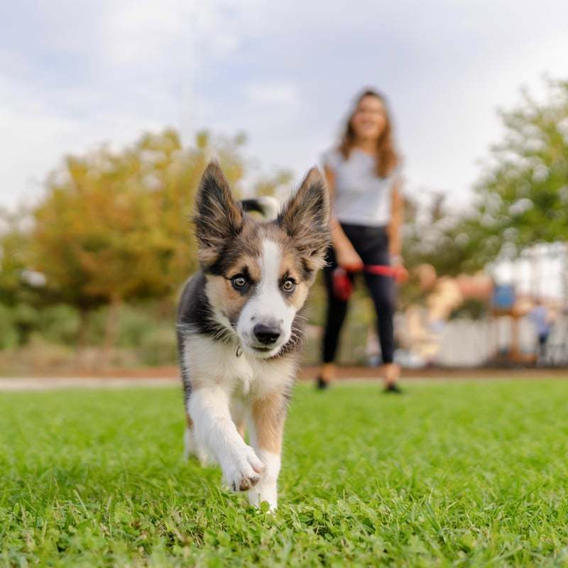 dogpark