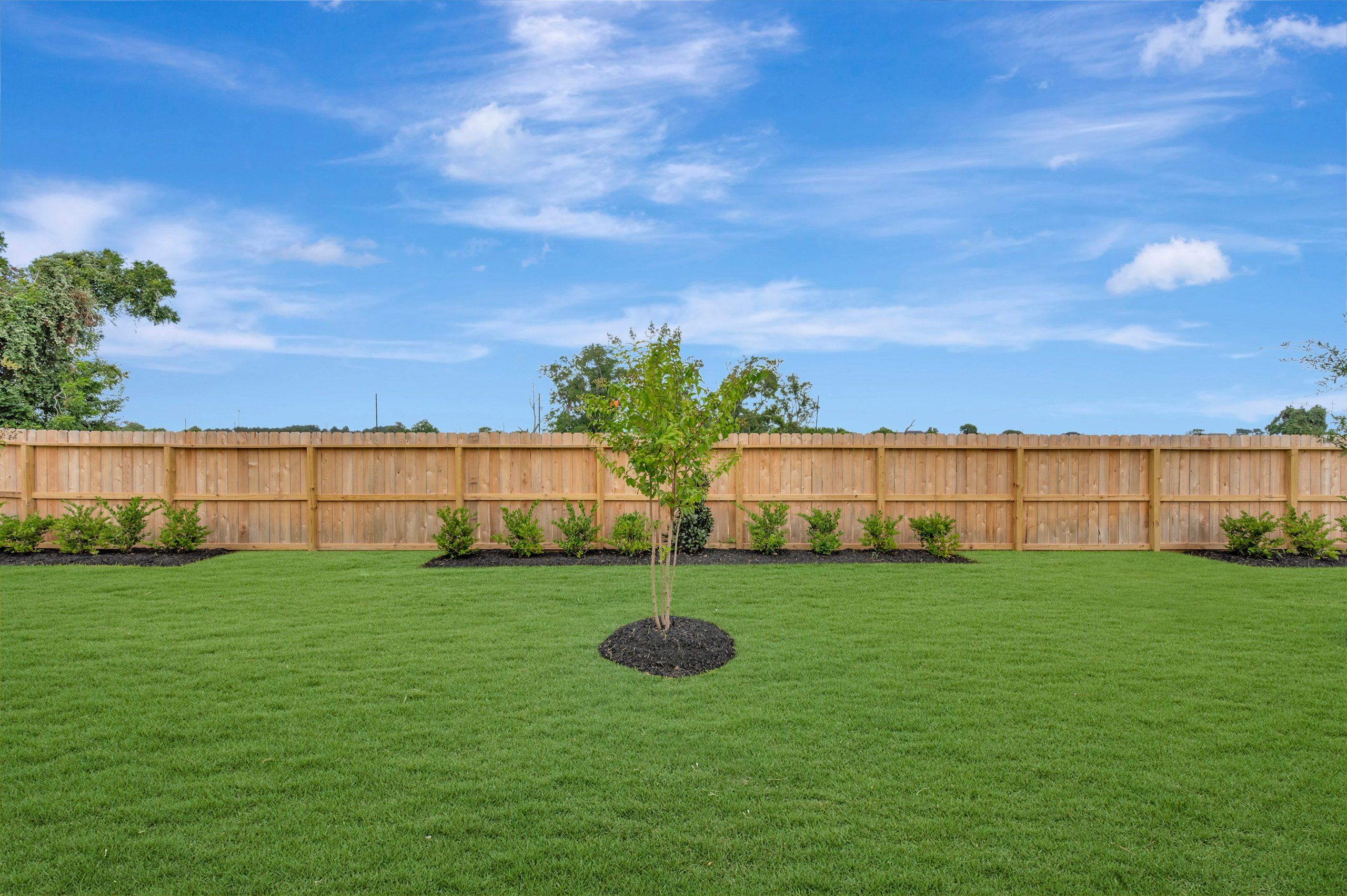 Backyard - August 3, 2026