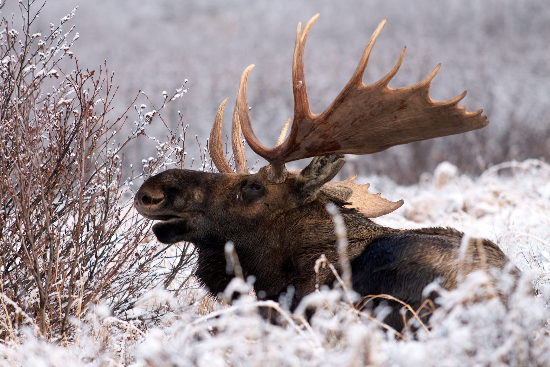Rendezvous is home to incredible wildlife, where moose often wander through meadows and forests just steps from your door. It’s a rare kind of mountain living where nature isn’t far away — it’s part of your everyday view and experience.