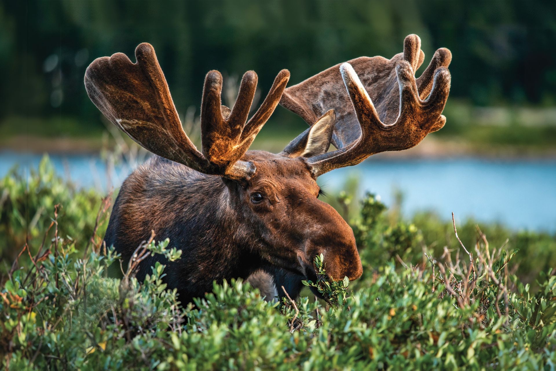 Rendezvous is home to incredible wildlife, where moose often wander through meadows and forests just steps from your door. It’s a rare kind of mountain living where nature isn’t far away — it’s part of your everyday view and experience.