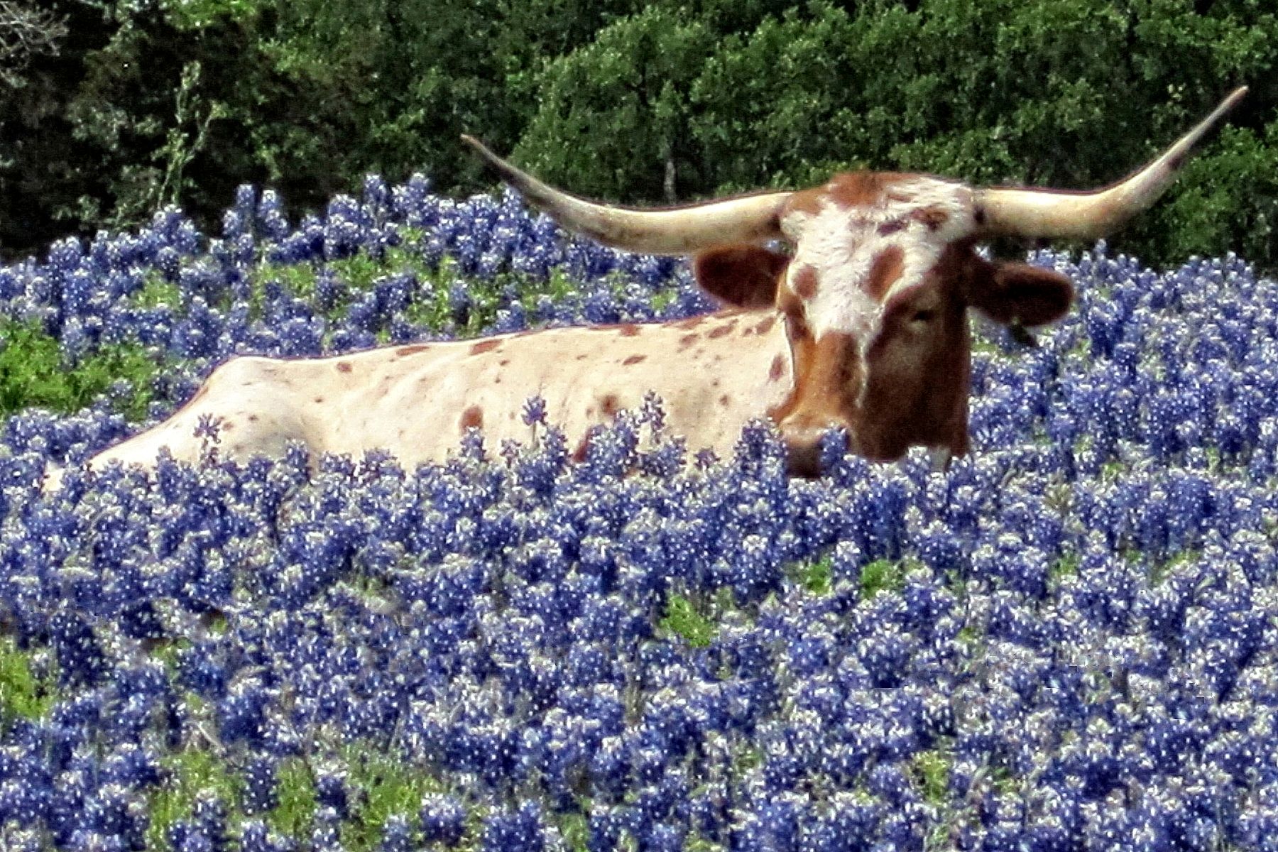 Spend time in the gorgeous Austin outdoors.