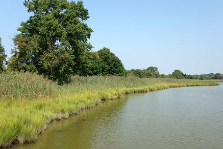 Bay Marsh