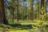 homes in The Uplands 55+ by Landed Gentry Homes