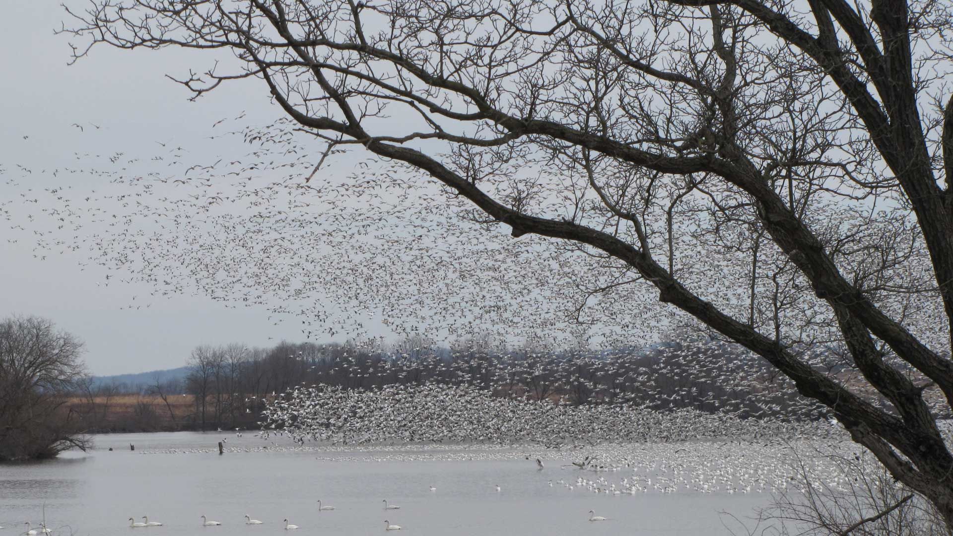 Geese Taking Off at Middle Creek Wildlife Management Area